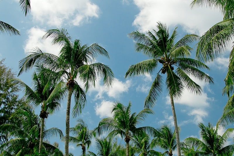 Low-angle shot looking up at several lush palm trees with green fronds swaying against a bright blue sky filled with scattered, fluffy white clouds.