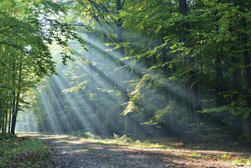 A breathtaking wide shot of a sun-drenched forest path, where vibrant morning light filters through the dense canopy of green trees. The image captures dramatic crepuscular rays (god rays) streaming across the dirt trail, creating an ethereal and serene atmosphere.