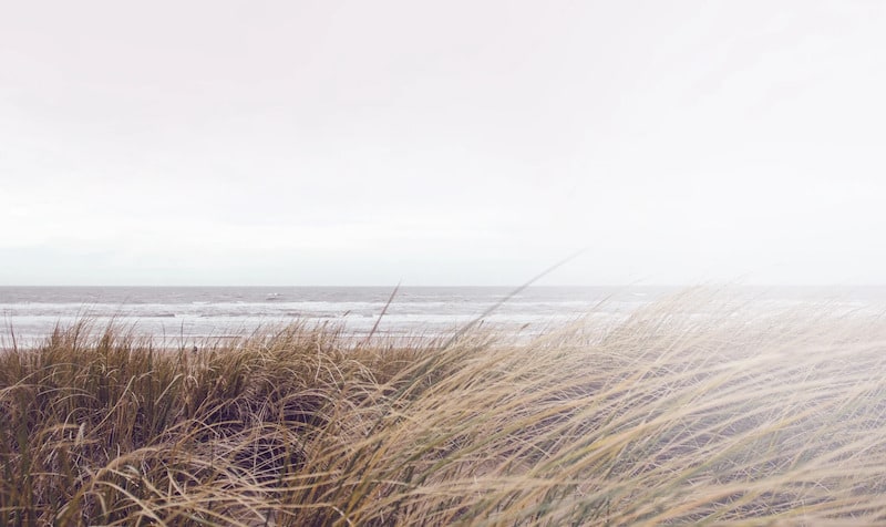 Muted, minimalist landscape of tall beach grass swaying in the wind with a calm ocean and overcast sky in the background.